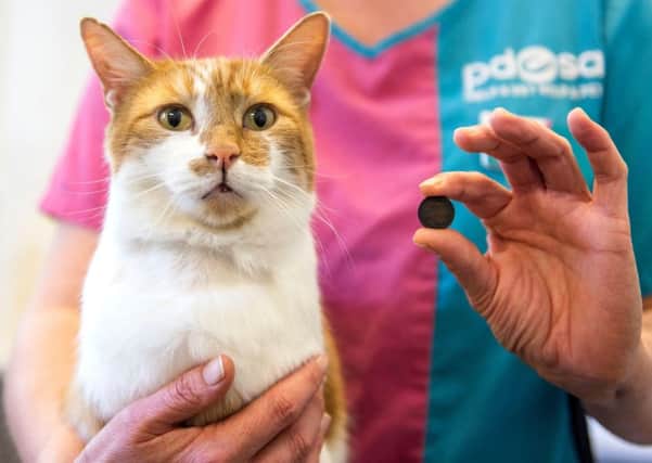 Kevin the cat who has been saved by vets after swallowing a 5p coin which left the poor animal with suspected metal poisoning. PIC: PA
