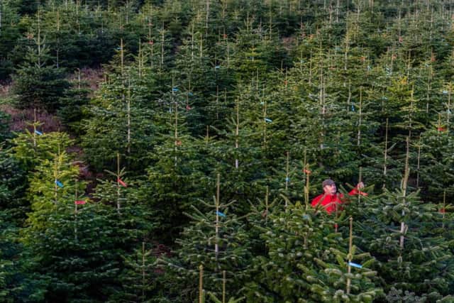 Leeds has a range of garden centres and farms selling real Christmas trees