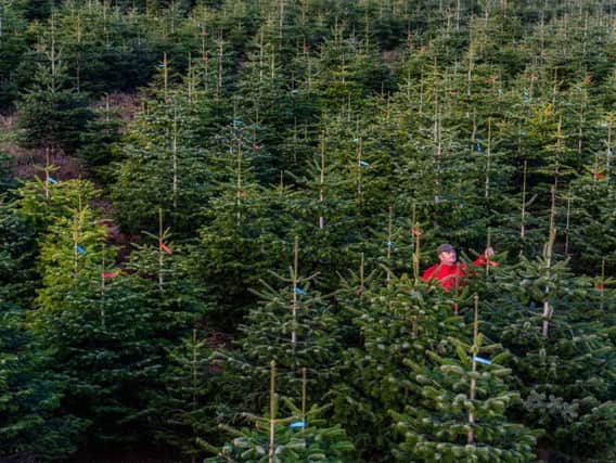 Leeds has a range of garden centres and farms selling real Christmas trees
