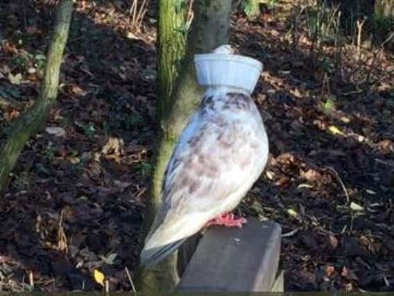 The pigeon, spotted in Beeston, had a McFlurry lid around its neck