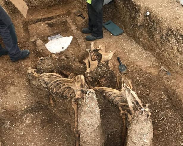 The horses had been buried upright - their heads were removed skulls were removed centuries ago