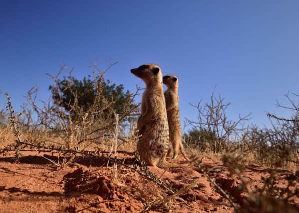 Meerkats, one of the creatures dubbed The Shy Five because of their elusive nature and seen in Namaqualand, in the Northern Cape.  PIC: PA