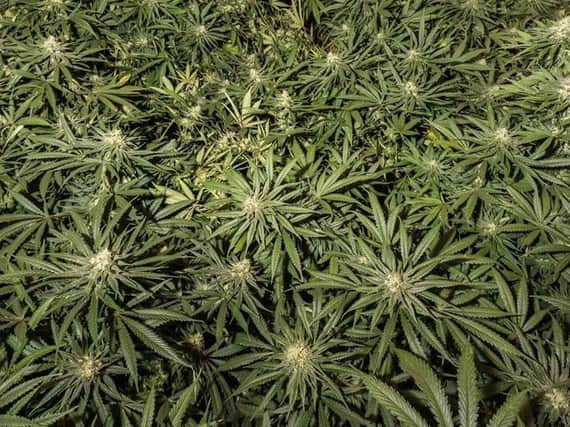 About 500 bags of cannabis have been seized by West Yorkshire Police