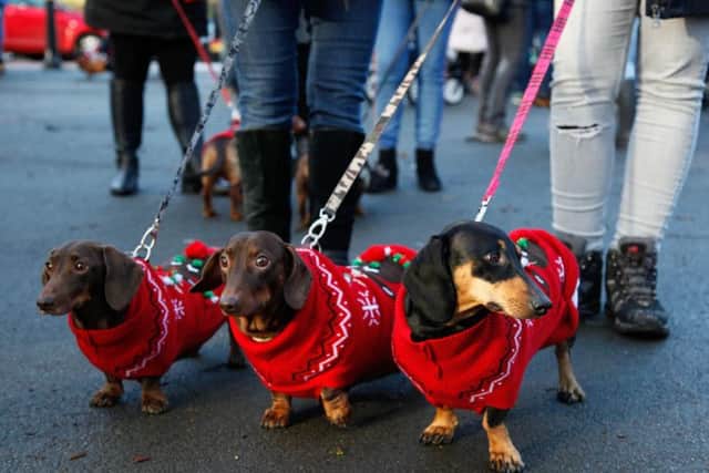 Dachshunds in Roundhay Park.
