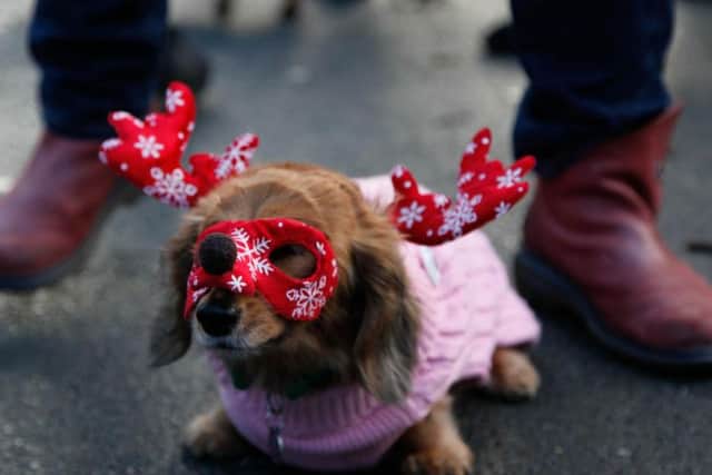 The annual event gives dog owners a chance to socialise.