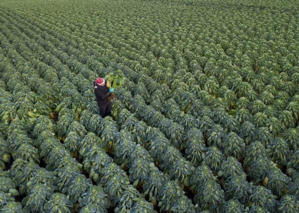 Brussel Sprouts being harvested for Christmas. PIC: SWNS
