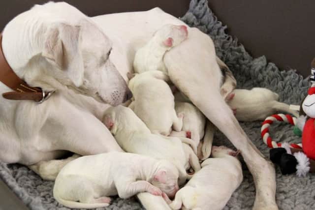 PIC: Dogs Trust