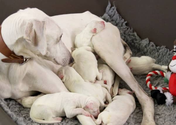 PIC: Dogs Trust