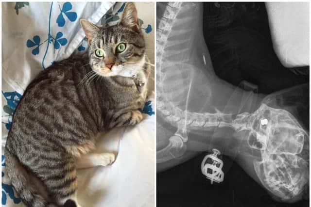 RSPCA appeal after cat was shot in the head with an airgun