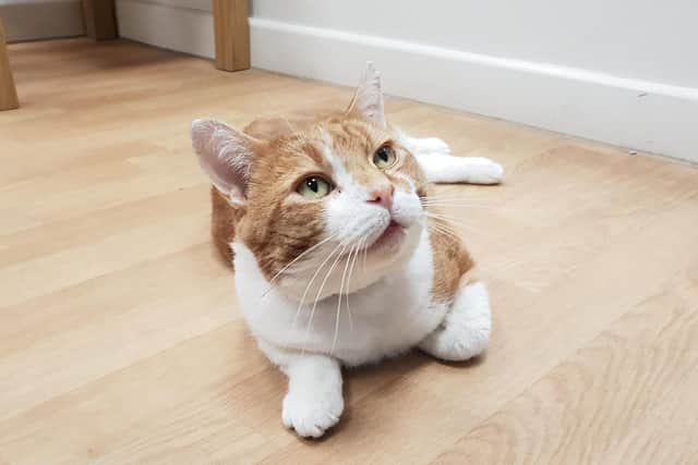 Adoptable ginger cat Kyle.