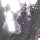 The skeleton became stuck in the tree