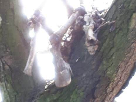 The skeleton became stuck in the tree