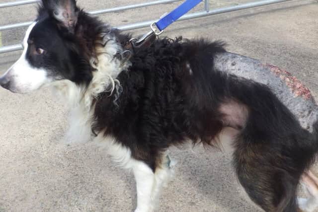 Coda the Collie