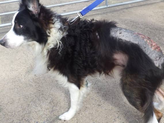 Coda the Collie