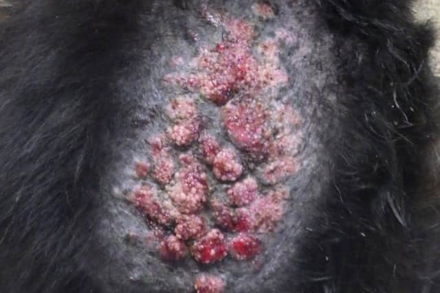 Sores on Coda the Collie's back