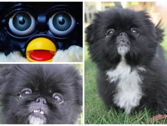 Similarities haven't gone unnoticed between George and a Furby