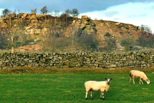 Sheep in Yorkshire (file photo)
