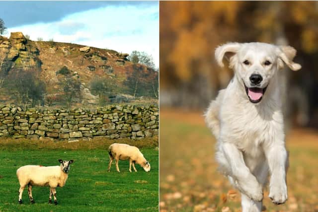 This is why farmers are allowed to shoot your dog.