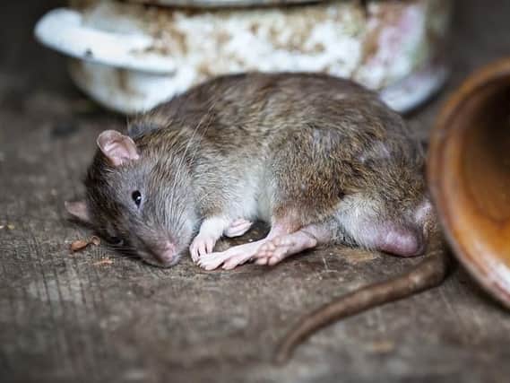 The rat is one of the city's biggest pests.