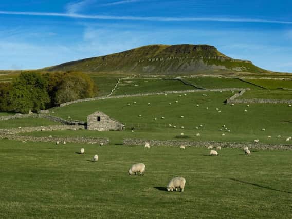 Ingleborough, one of the Yorkshire Dales's Three Peaks. Picture by James Hardisty.