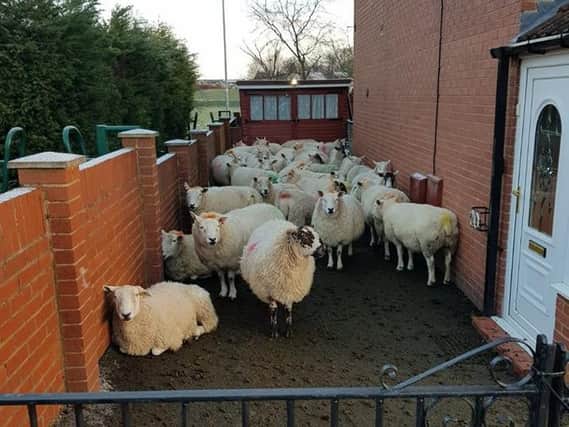 Sheep invaded a garden in Whinmoor this morning
