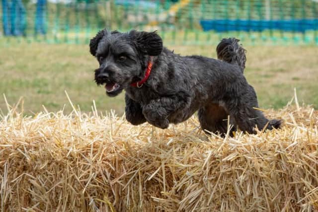 Chewiee enjoys an agility course. Picture: David Whitehead Images