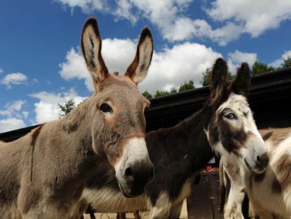 Donkeys at The Donkey Sanctuary in Eccup