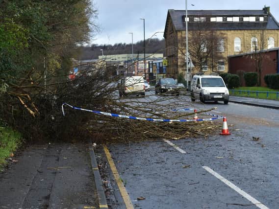 A fallen tree on Meanwood Road, Leeds.
Photo: Steve Riding