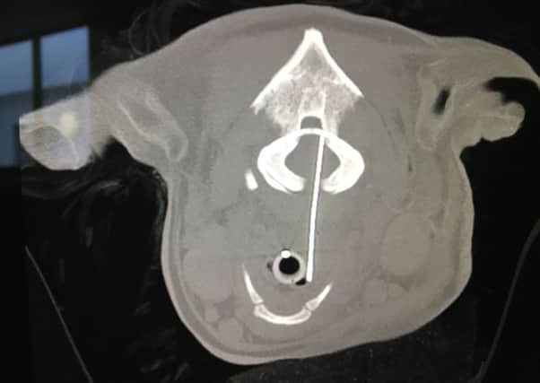 An X-ray of Yorkshire Terrier Toby's head showing the needle lodged in his neck, when it was originally feared he had a brain tumour. PIC: PA
