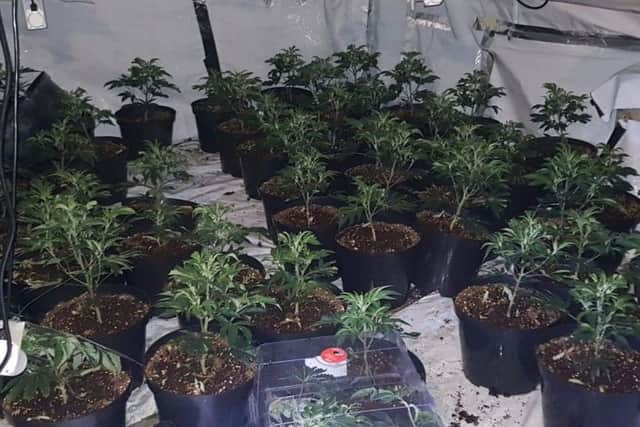 West Yorkshire Police took these pictures of a cannabis factory found in Morley.