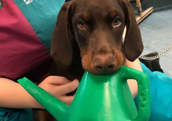 Doberman puppy Cassius who had a watering can  wedged in its mouth. 
PIC: PDSA/PA Wire