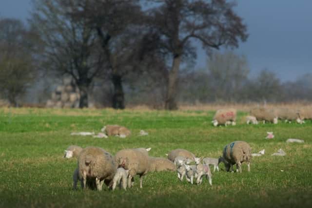The lambs were stolen and their skins and carcasses were later found.