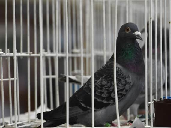 Harry Turner, of Horsforth, has had 30 pigeons worth over 1,000 stolen. 
Photo: Stock