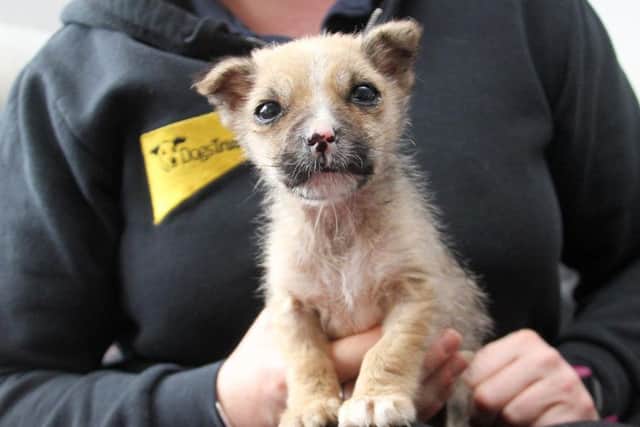 Weeks old puppy dumped and left to die in a cardboard box in Yorkshire ...