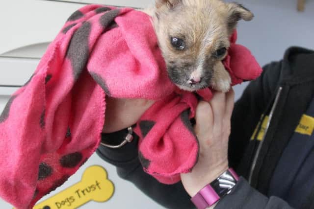 A tiny puppy was found close to death after being dumped in a cardboard box in a field in West Yorkshire but has been saved. Photo credit: Dogs Trust