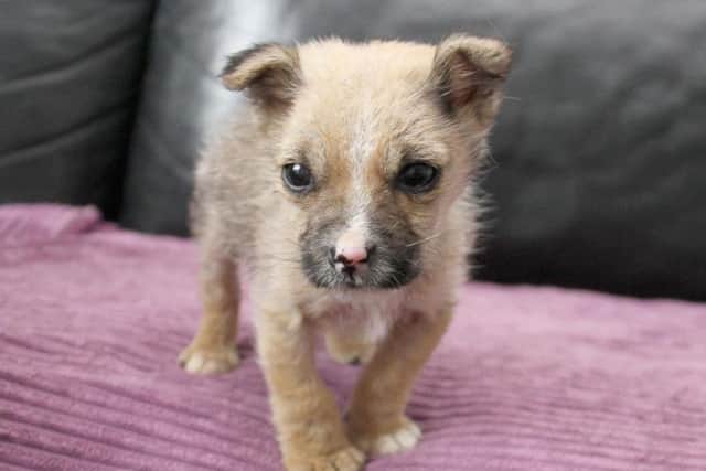 A tiny puppy was found close to death after being dumped in a cardboard box in a field in West Yorkshire but has been saved. Photo credit: Dogs Trust