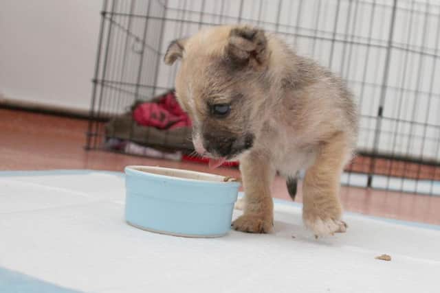 Weeks old puppy dumped and left to die in a cardboard box in Yorkshire ...