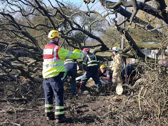 Fire crews were called out today to rescue a trapped horse underneath a tree in Swillington. Photo credit: West Yorkshire Fire and Rescue Service.