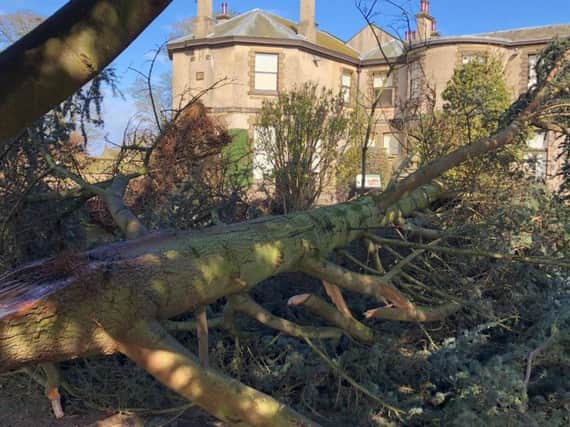 High winds caused by storm Gareth caused the huge tree to fall on a path at Lotherton Hall in Leeds.