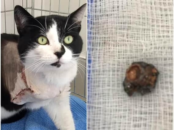 Leeds Cat Rescue believe Tom was shot with an air rifle.