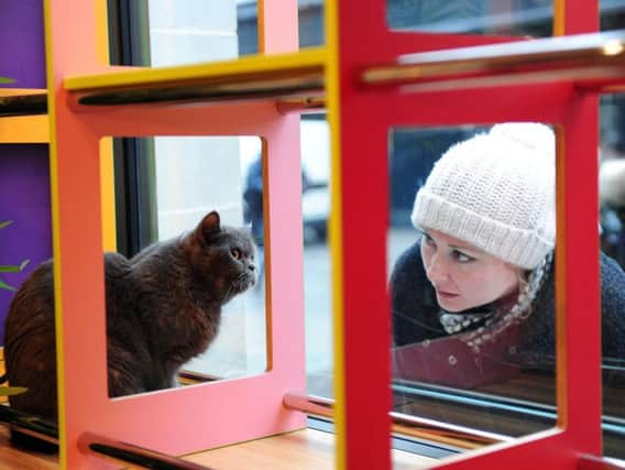 The Kitty Cafe windows are popular with passers-by