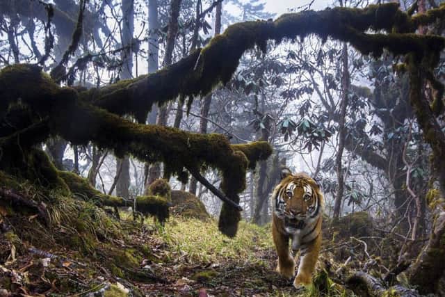 The photograph of a tiger will be in the exhibition