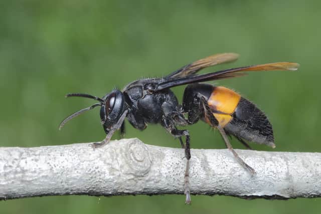 Asian hornets need to be reported when sighted