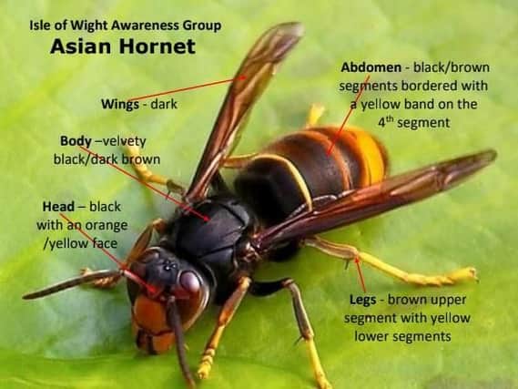 An Asian hornet identification guide provided by experts.