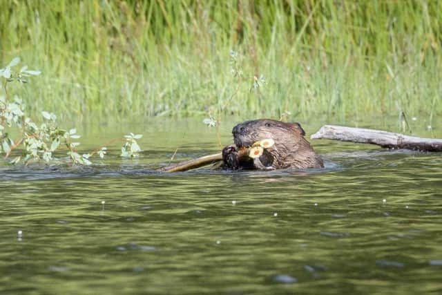 NATURE: A beaver on the Yukon by Kirsty McLeod, of Pudsey Camera Club.