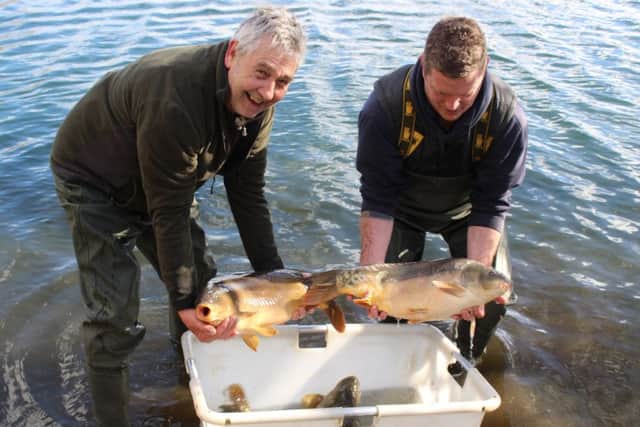 Bailiffs Steve Fearnley and Lee Garrad about to release the picture book carp into their new home at Leeds and Districts Knotford Fishery.