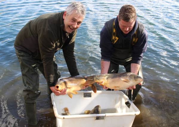 Bailiffs Steve Fearnley and Lee Garrad about to release the picture book carp into their new home at Leeds and Districts Knotford Fishery.