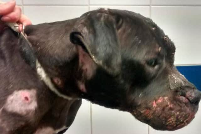 Staffie Kali was rescued as part of a dog fighting investigation after she was found cowering in a garden. Photo credit: RSPCA.