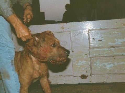 Staffie Kali was rescued as part of a dog fighting investigation after she was found cowering in a garden. Photo credit: RSPCA.