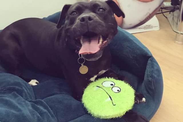 Staffie Kali was rescued as part of a dog fighting investigation after she was found cowering in a garden. Photo credit: RSPCA.